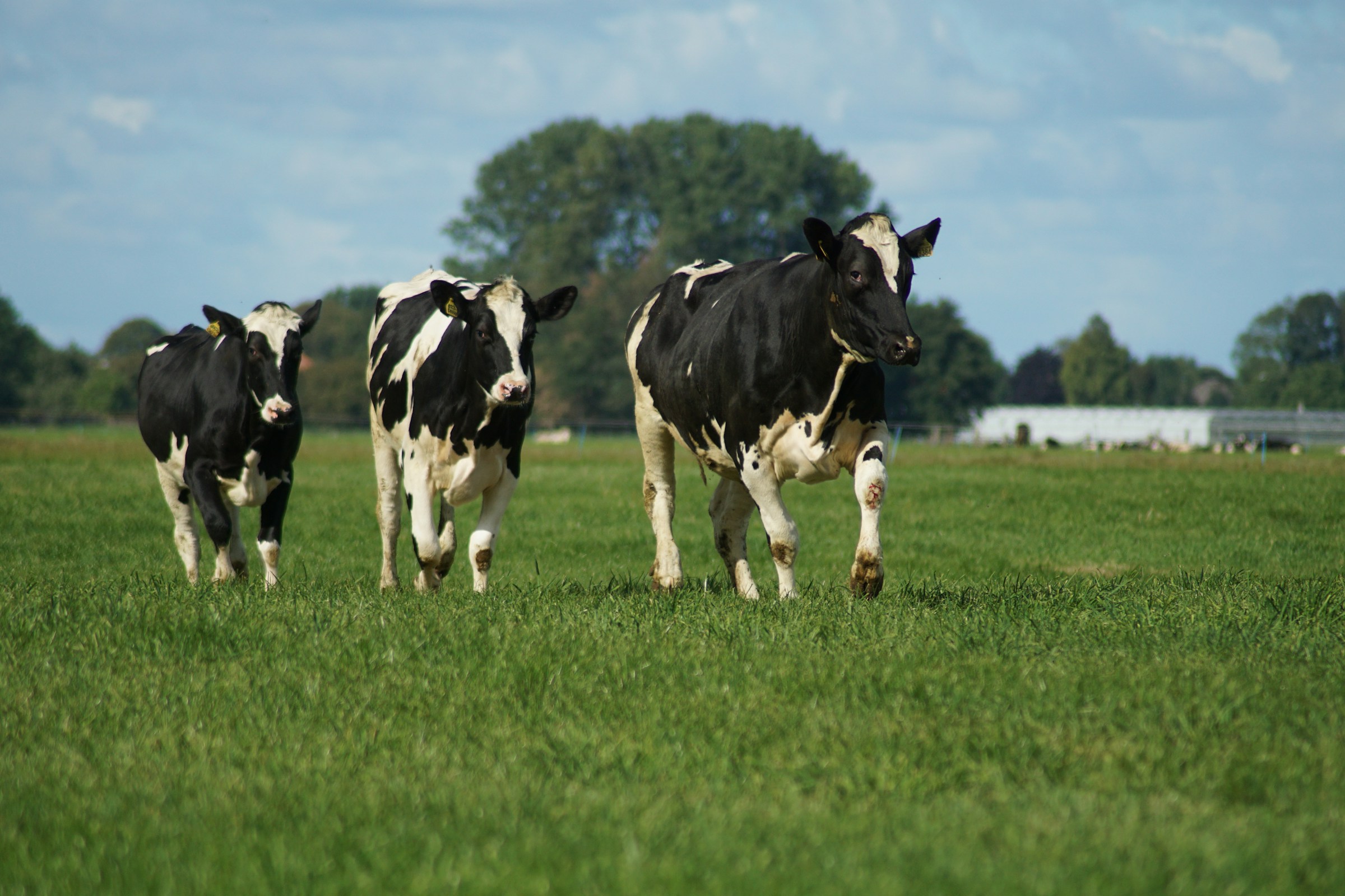 Tres vacas Holstein caminando de frente por la pradera en un cambio de potrero