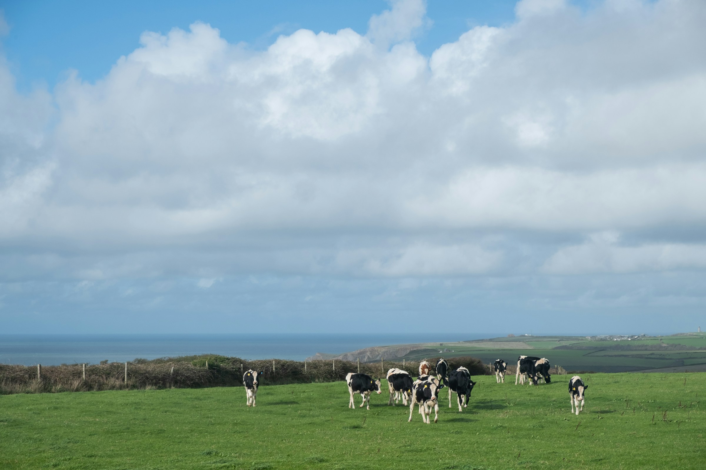 Vacas Holstein pastando junto a un cerco, con el mar al fondo